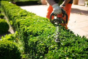 Presupuesto mantenimiento de jardines Valencia profesional