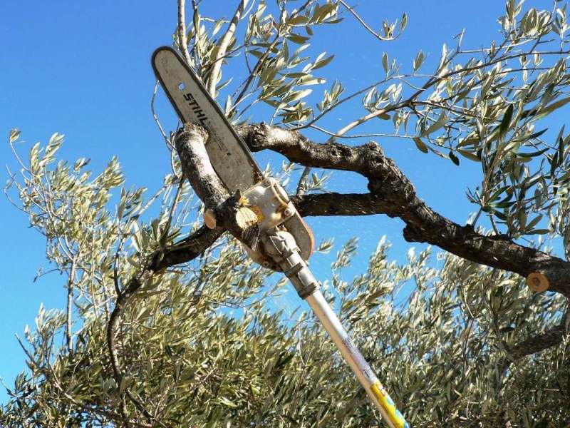 Poda de arboles Valencia